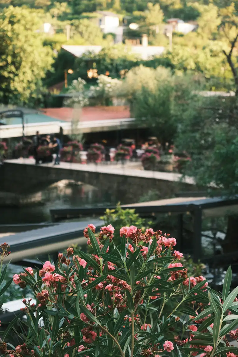 Pink oleander in the foreground with a waterside terrace, low stone bridge and leafy hillside softly out of focus behind.